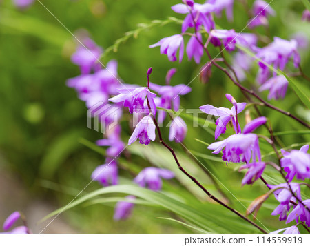A splendid lily of the valley flower blooming in the park 114559919