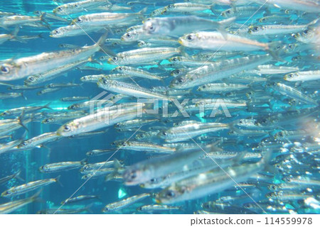 The sight of large, clear, silver sardines swimming is impressive. The sight of large, clear, silver sardines swimming is impressive. 114559978
