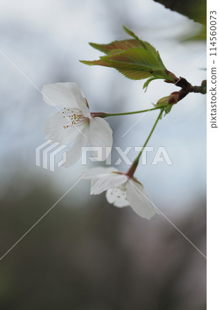 Up of flower of Oshimazakura Up of flower of Oshimazakura 114560073