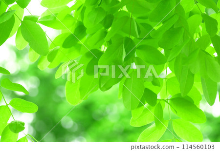 清新的綠色背景，新鮮的嫩葉背景 114560103