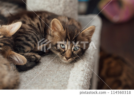 Cute bengal kitten laying on a soft cat's shelf of a cat's house. Cute bengal kitten laying on a soft cat's shelf of a cat's house. 114560318