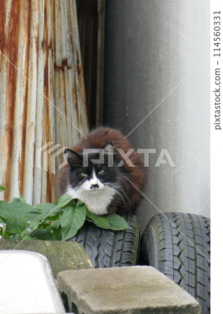 Stray cat on a discarded tire 114560331
