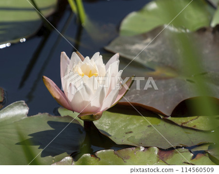 Pink water lilies blooming in a pond 114560509