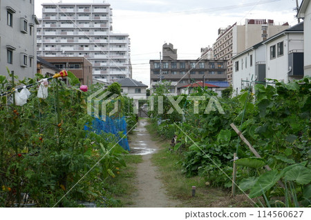 Rented plantation 114560627