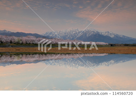 Funakawashin, Asahi-machi, Shimoniikawa-gun, Toyama Prefecture - View of cherry blossom trees lining the Funakawa River at sunrise and the snow-capped Tateyama mountain range of the Northern Alps reflected on the water's surface 114560720