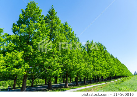 Fresh green Metasequoia trees 114560816