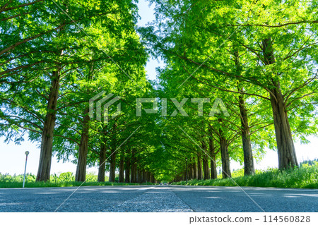 Fresh green Metasequoia trees 114560828