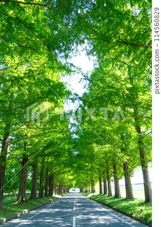 Fresh green Metasequoia trees 114560829