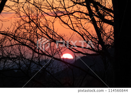 The sun setting through the branches The sun setting through the branches 114560844