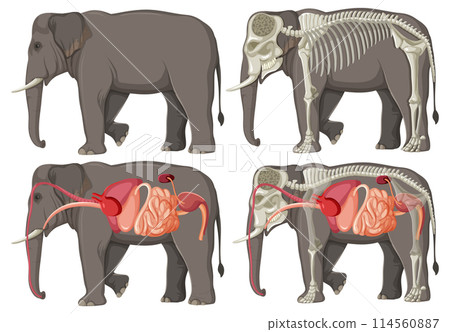 Elephant Anatomy and Physiology Illustration 114560887