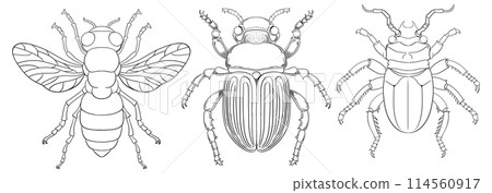 Detailed Insect Vector Illustrations Set 114560917