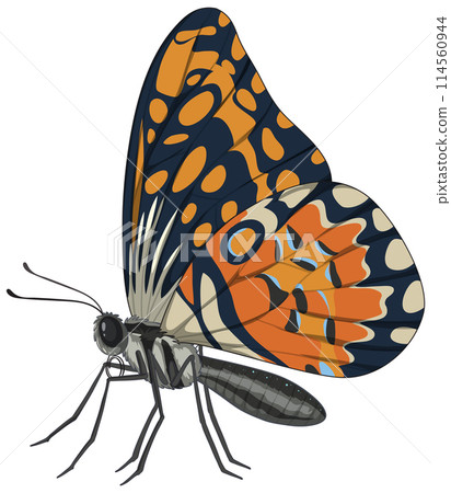 Colorful Butterfly Vector Illustration 114560944