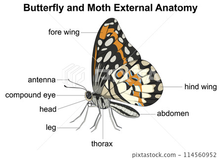 Butterfly and Moth Anatomy Diagram 114560952