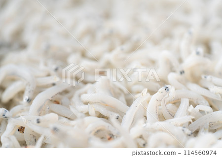 Shirasu Background Shirasu Background 114560974