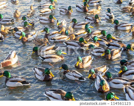 Flock of ducks playing and floating on winter ice frozen city park pond. Birds in winter gulls, ducks swim in a partly frozen lake 114561123