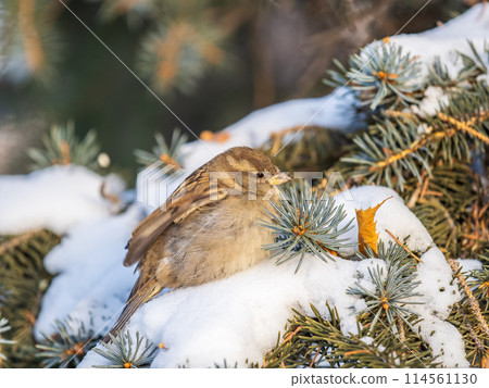 Sparrow sits on a fir branch with snow in winter 114561130