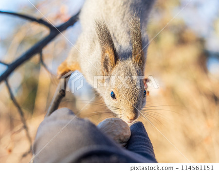 Squirrel eats nuts from a man's hand. Caring for animals in winter or autumn. Squirrel eats nuts from a man's hand. Caring for animals in winter or autumn. 114561151