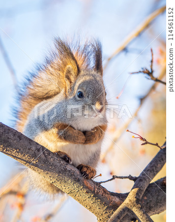 The squirrel with nut sits on tree in the winter or late autumn The squirrel with nut sits on tree in the winter or late autumn 114561152