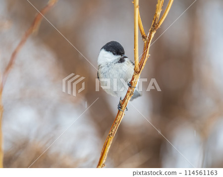 Cute bird the willow tit, song bird sitting on a branch without leaves in the winter. Cute bird the willow tit, song bird sitting on a branch without leaves in the winter. 114561163