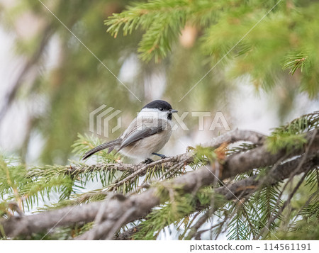 Cute bird the willow tit, song bird sitting on the fir branch Cute bird the willow tit, song bird sitting on the fir branch 114561191
