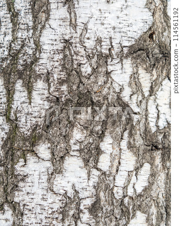 The texture of the birch bark. 114561192