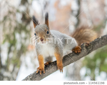 The squirrel with nut sits on tree in the winter or late autumn The squirrel with nut sits on tree in the winter or late autumn 114561198