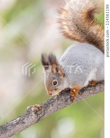The squirrel with nut sits on tree in the winter or late autumn The squirrel with nut sits on tree in the winter or late autumn 114561199
