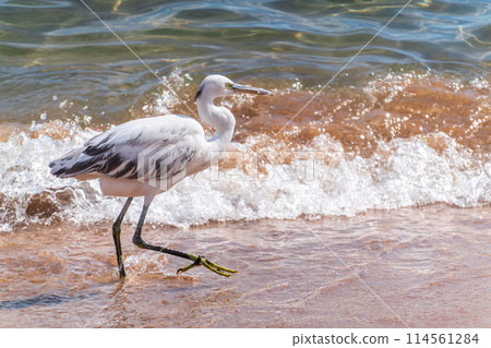 White Western Reef Heron (Egretta gularis) at Sharm el-Sheikh beach, Sinai, Egypt 114561284