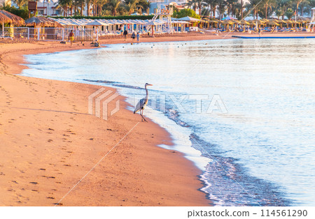 Gray heron fishing on the beach of the Red Sea. Naama Bay beach, Sharm El Sheikh, Egypt Gray heron fishing on the beach of the Red Sea. Naama Bay beach, Sharm El Sheikh, Egypt 114561290