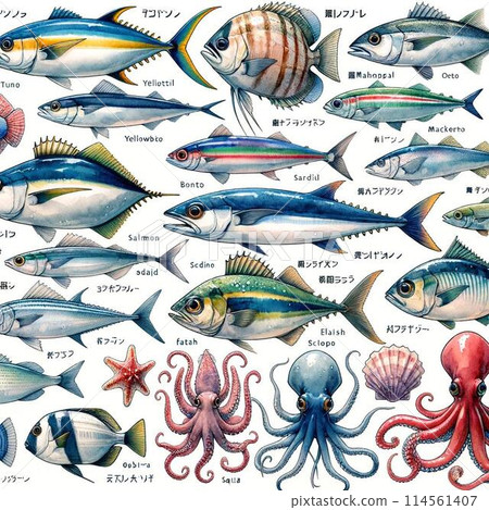 Illustration of squid drawn in watercolor 114561407