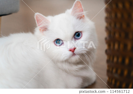 A white cat with blue eyes is laying on the floor in the living room at home. 114561712