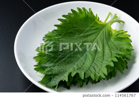 大葉子 大葉子 114561767