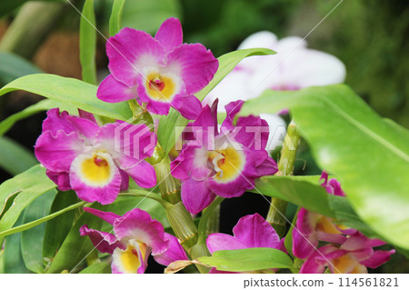 Dendrobium Dendrobium 114561821