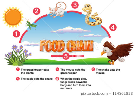 Illustrated Food Chain Diagram Illustrated Food Chain Diagram 114561838