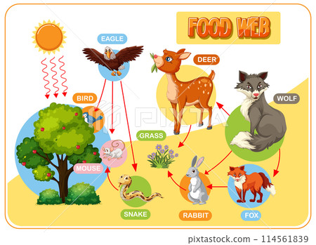 Forest Food Web Illustration 114561839