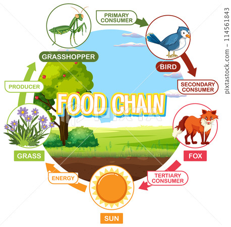 Food Chain Illustration with Animals 114561843