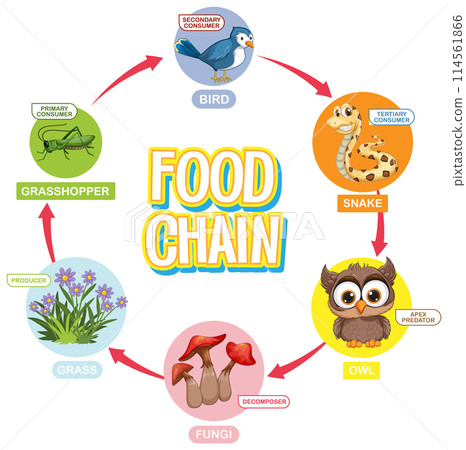 Illustrated Food Chain Diagram 114561866