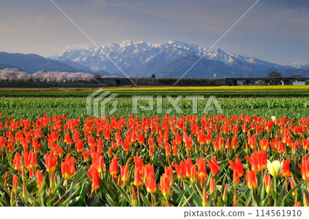 Asahi Funagawa "Spring Quartet" - Cherry blossom trees, tulip fields, rapeseed fields and snow-capped Tateyama mountain range, Asahi Funagawa, Asahi-machi, Shimoniikawa-gun, Toyama Prefecture 114561910