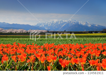 Asahi Funagawa "Spring Quartet" - Cherry blossom trees, tulip fields, rapeseed fields and snow-capped Tateyama mountain range, Asahi Funagawa, Asahi-machi, Shimoniikawa-gun, Toyama Prefecture Asahi Funagawa "Spring Quartet" - Cherry blossom trees, tulip fields, rapeseed fields and snow-capped Tateyama mountain range, Asahi Funagawa, Asahi-machi, Shimoniikawa-gun, Toyama Prefecture 114561911