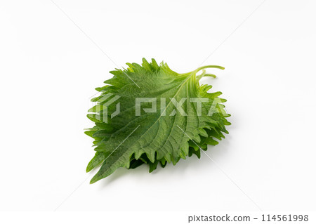 Macrophyll  114561998