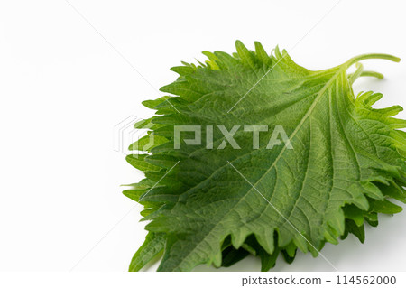 大葉子 大葉子 114562000