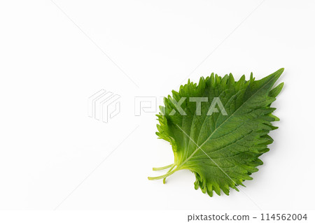 大葉子 大葉子 114562004