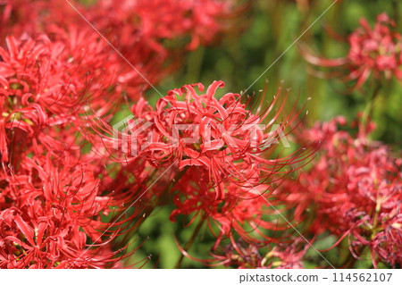 秋天的權現堂盛開的紅蜘蛛百合 秋天的權現堂盛開的紅蜘蛛百合 114562107