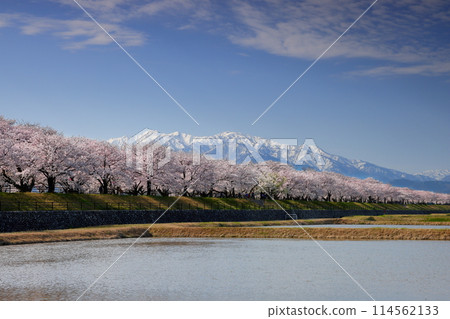 Toyama Prefecture, Shimoniikawa-gun, Asahi-machi, Funakawa-shin, cherry blossom trees along the Funakawa River and snow-covered peaks of the Hida Mountains, Northern Alps, and the Tateyama mountain range 114562133