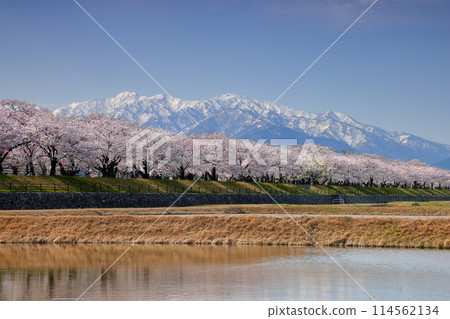富山縣下新川郡旭町船川新，飛驒山脈北阿爾卑斯立山山脈的船川櫻花樹和殘雪 114562134