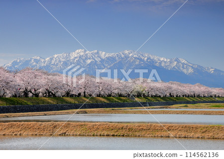 Toyama Prefecture, Shimoniikawa-gun, Asahi-machi, Funakawa-shin, cherry blossom trees along the Funakawa River and snow-covered peaks of the Hida Mountains, Northern Alps, and the Tateyama mountain range 114562136