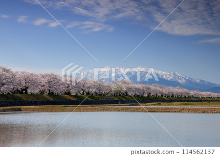 Toyama Prefecture, Shimoniikawa-gun, Asahi-machi, Funakawa-shin, cherry blossom trees along the Funakawa River and snow-covered peaks of the Hida Mountains, Northern Alps, and the Tateyama mountain range 114562137