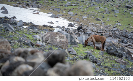 Horse grazing on rocky and snowy side of the mountain, Mount Ararat in Turkey 114562193