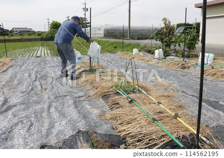 Two weeks after planting in the watermelon field, the windbreak lanterns were removed. 114562195