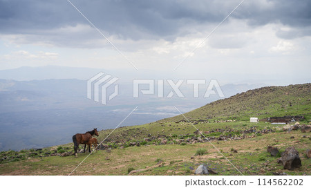 Horse and a foal located in beautiful mountainous landscape, Mount Ararat in Turkey 114562202